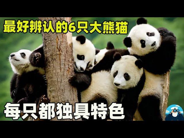 全网最好辨认的6只大熊猫，每只都独具特色，你认识哪几只？【船长动物园】