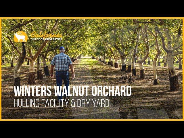 Winters Walnut Orchard | Winters, California