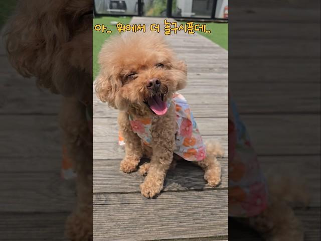 더 놀고싶은데 더운 쪼꼬미#푸들 #애견영상 #노견 #pets #12살 #cute #강아지 #cutedog #푸들 #poodle