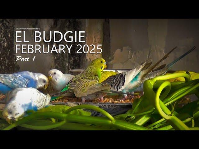 El Budgie: February 2025 - Some Eggs Have Hatched - Part 1