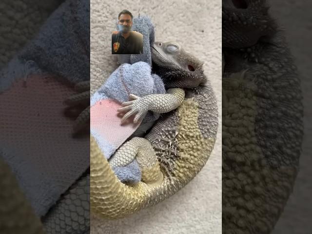 POV: one of the strongest relationships on the internet #pet #lizard #beardeddragon#new #shorts