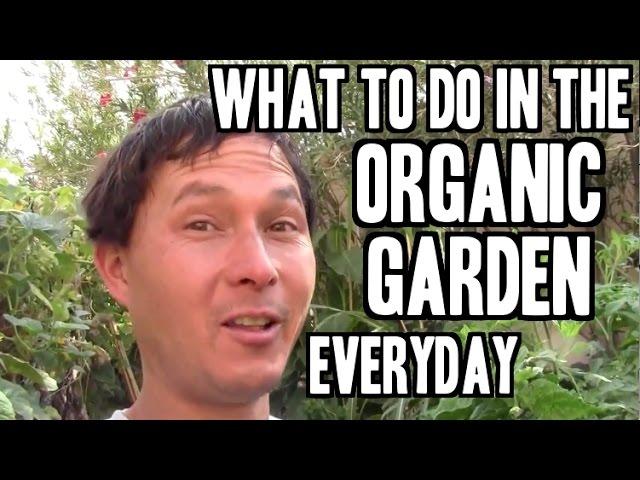 What to Do in the Organic Garden Every Day