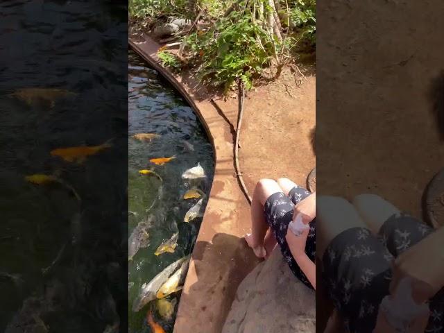 Leo feeding carp 2