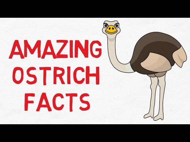 Ostrich facts for kids - Facts about ostrich for kids - Animal kingdom - Simply E-learn kids