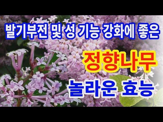 정향나무 놀라운효능