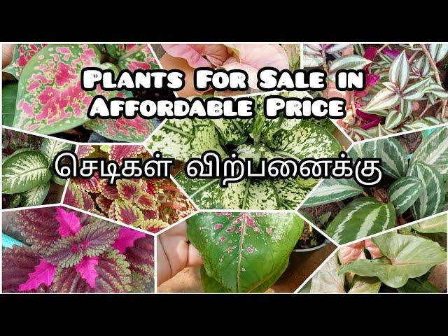 Plants for Sale in affordable rate/செடிகள் விற்பனைக்கு