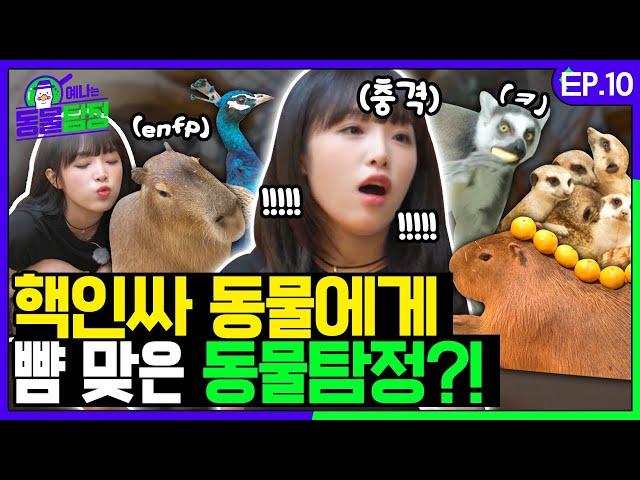 [SUB] 친화력 갑 아이돌 예나! 핵인싸 동물들과 하루만에 절친 도전?! with 에버글로우 시현ㅣ예나는동물탐정 EP.10