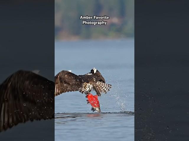 An Osprey works hard to pull a Kokanee out of the lake #osprey #wildlife #nature #birdsofprey #bif