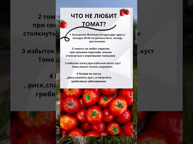 ШПАРГАЛКА ЧТО НЕ ЛЮБЯТ ТОМАТЫ #дачасадогород #томатысекретыжизнинадаче #помидоры #подкормка #сад