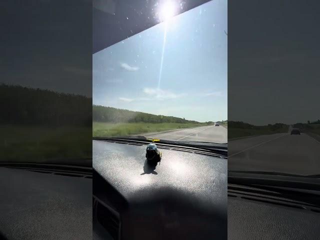 ГАРДЕЙ И ИВАНЫЧ. Уставшие , но довольные / #волгоград #artist #прикол #юмор #automobile #рек #топ