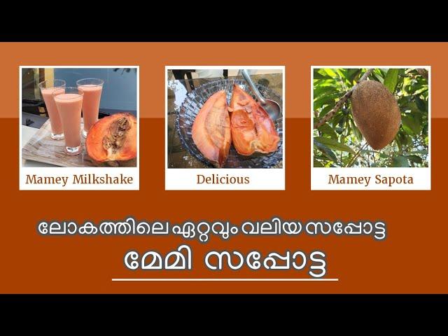 Mamey Sapota@Infarm Western Ghats Tropical Garden| 4 കിലോ വരെ തൂക്കം വരുന്ന സപ്പോട്ട മേമി സപ്പോട്ട