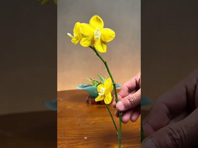 兰花 中式插花 碗花