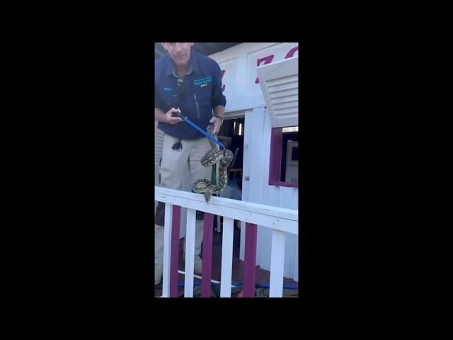 Snake Catcher Removes Python from Kids Playhouse