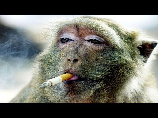 Funny Monkeys Videos - Funniest Monkey Will Make You Laugh Hard Compilation