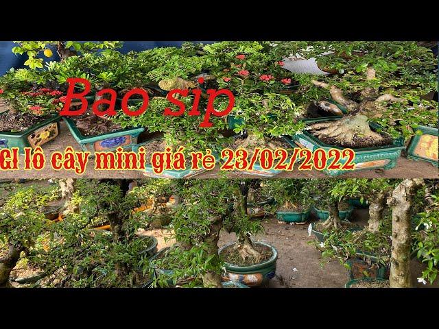 Ngày 23/02 Gl vài lô cây mini,bonsai Hoàng Tấn 097 5282803