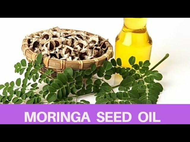 How to Extract Moringa Oleifera Seed Oil at home & Other Health Benefits