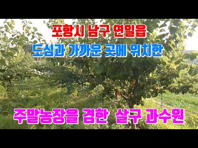 연일읍 도심과 가까운 곳에 위치한 주말농장을 겸한 살구 과수원 포항부동산 과수원 매매