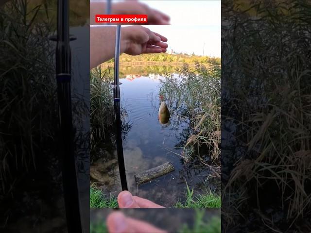 Окунь на микро блесну  #fishing #рыбалка #какпойматьокуня