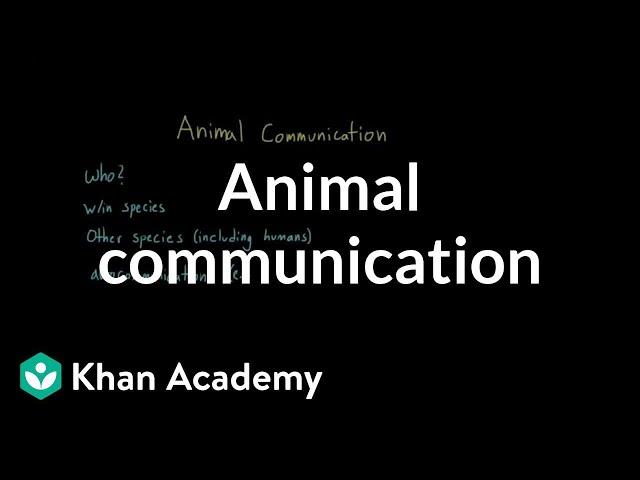 Animal communication | Individuals and Society | MCAT | Khan Academy