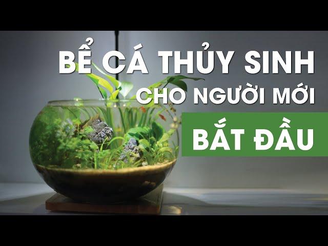 Bể cá thủy sinh cho người mới bắt đầu