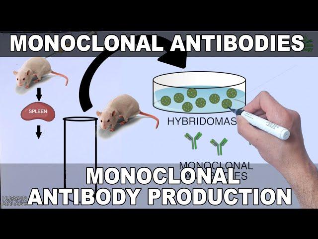 Monoclonal Antibodies and its Production