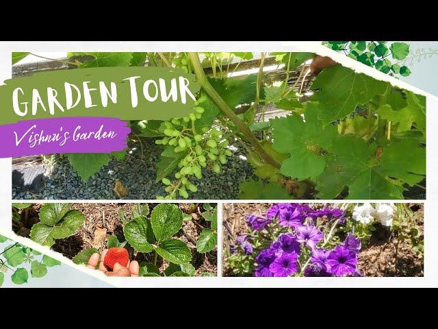 HOME GARDEN TOUR IN TAMIL | SUMMER GARDEN 2023 | DAILY DOSE OF VISHNU