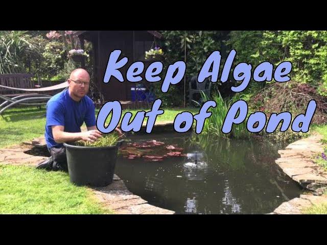 How to keep algae out of your garden pond - Algae Removal