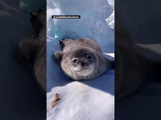 Who knew baby seals were THIS cute… and the little sounds 