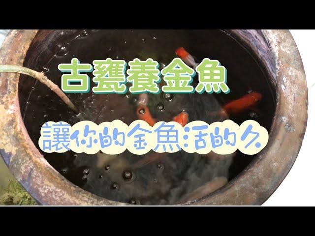 養魚先養水之古甕養金魚讓你的金魚活的久