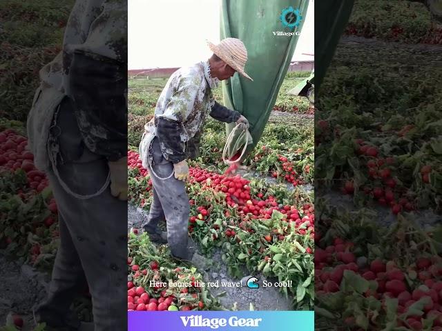 This Tomato Harvester is a KETCHUP Dream!  So Satisfying! #oddlysatisfying #asmr #tomato #farming