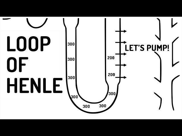 LOOP OF HENLE explained!!