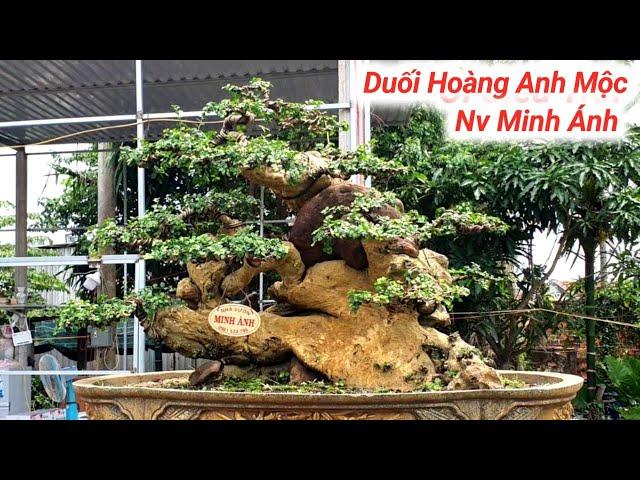 "Phần 2" Mừng Khai Trương Ra Mắt Vườn BonSai Minh Ánh.Tuy Phước Bình Định #0961533799.