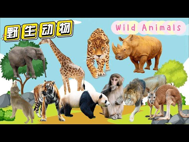 野生动物（野外） | Wild Animals | Learn Wild Animals Sounds and Names