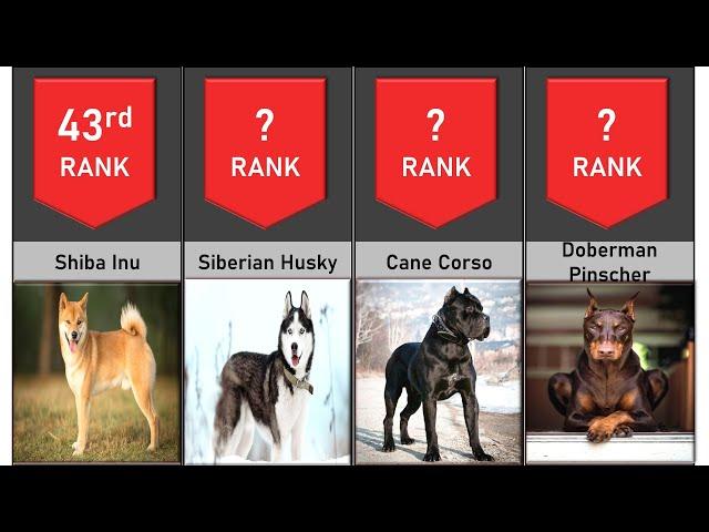 Top 100 Most Popular Dog Breeds Ranking | Contra VS