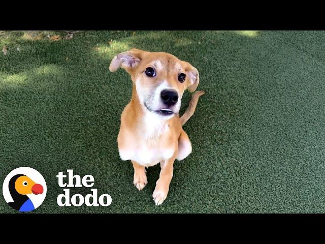 Puppy Who Kept Being Overlooked Gets Rescued At The Last Minute... | The Dodo