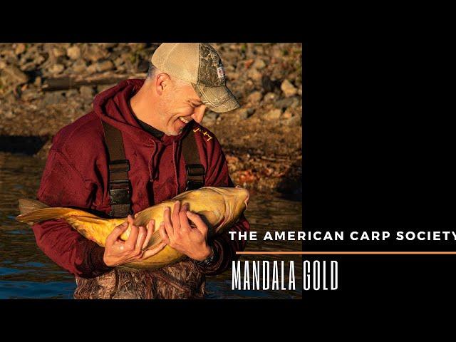 THE AMERICAN CARP SOCIETY - MANDALA GOLD - NEW BAIT RELEASE