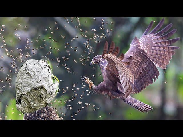 Honey Buzzard is destroying the nests of HUGE hornets, wasps and bees!