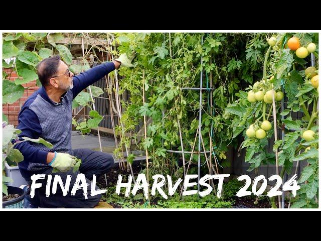 Harvesting Sweet Potatoes | October Garden Harvest