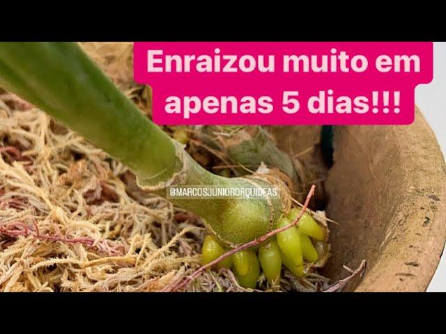 FAÇA SUA ORQUÍDEA ENRAIZAR RÁPIDO!!!