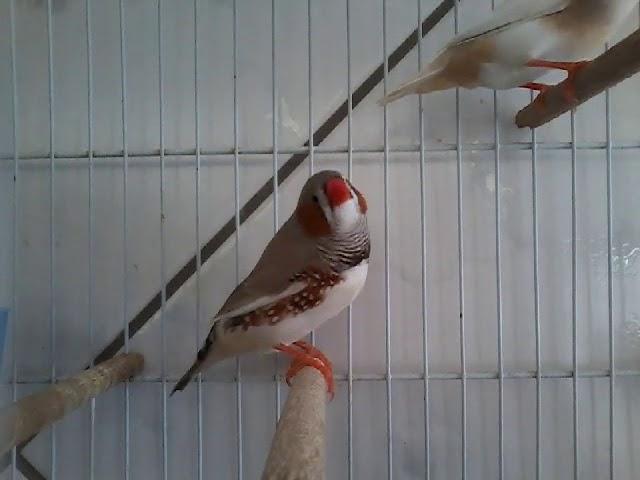 (VÍDEO ANTIGO!!) Mandarins Cantando E Piando (Zebra Finch )