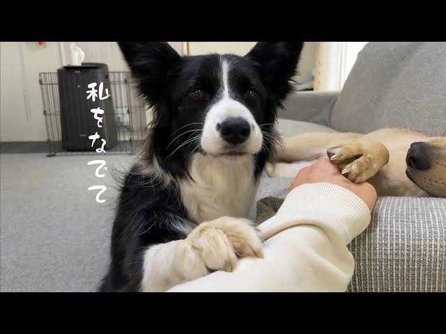 【嫉妬】他の子を撫でていたらヤキモチを妬いてしまった犬の行動が可愛すぎた…甘え方は犬それぞれ？