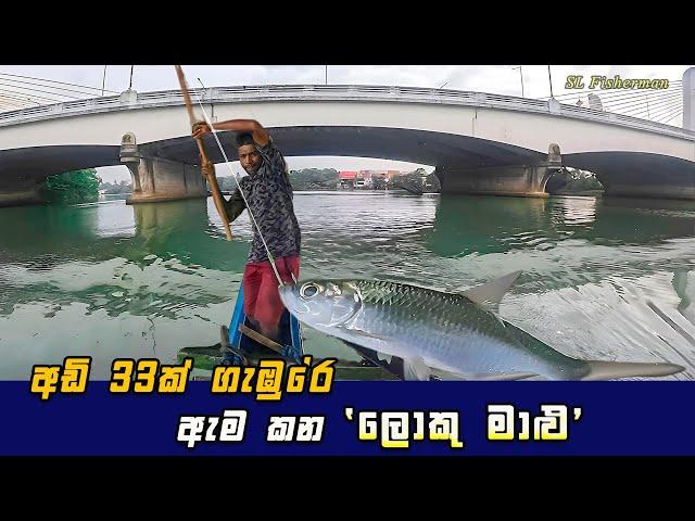 Amazing! Big Fish Hunting Under Bridge Using Live Baits | River Fishing In Sri Lanka