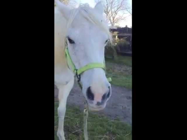 Roxy loves apples