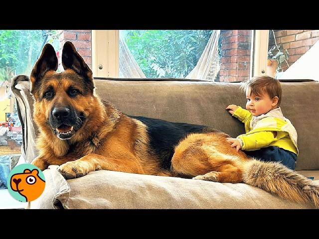 Huge German Shepherd Becomes Nanny for His Baby Brother | Cuddle Buddies