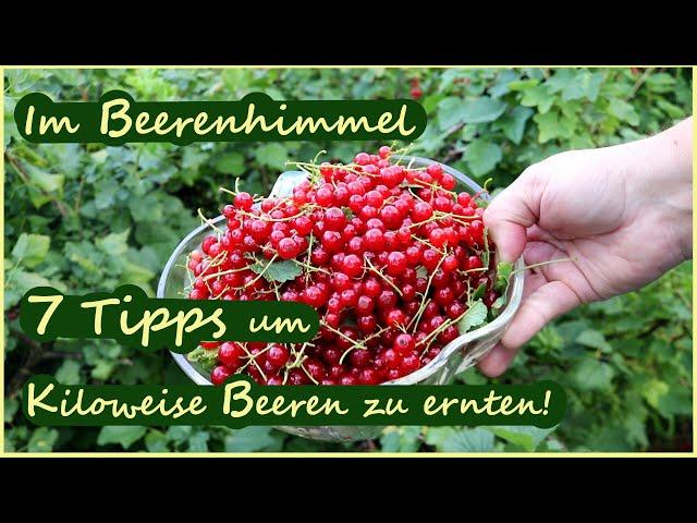 Wie du kiloweise Beeren anbauen kannst. 7 Tipps für den Beerenanbau & Beerenrundgang