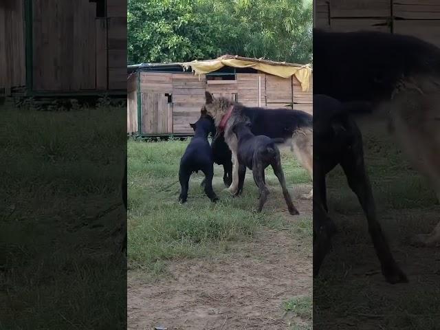 Cane Corso Dog Kennel ️ || Pluto Farm in Haryana  #shorts #dog #plutofarm #yt #new