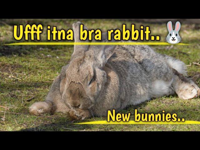 Meet the world’s biggest bunnies.. #foryou #viral #bunny #cute #rabbit #animals #pets #petsvlog