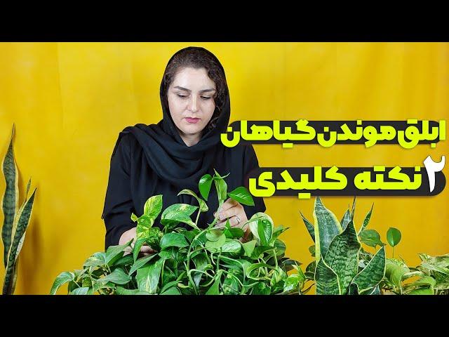 چیکار کنیم گیاهامون ابلق بمونن؟ با رعایت 2 نکته گیاهات همیشه ابلق میمونه