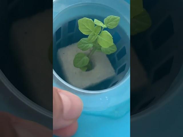 Growing #growingup # #green #happhappy #peace ness py