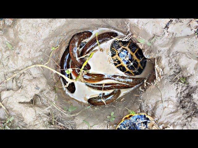 Amazing Eel Fishing | Eel Fish Boy Catching Big Tortoise By Hand